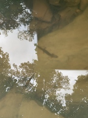 Eurycea multiplicata