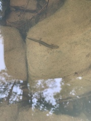 Eurycea multiplicata