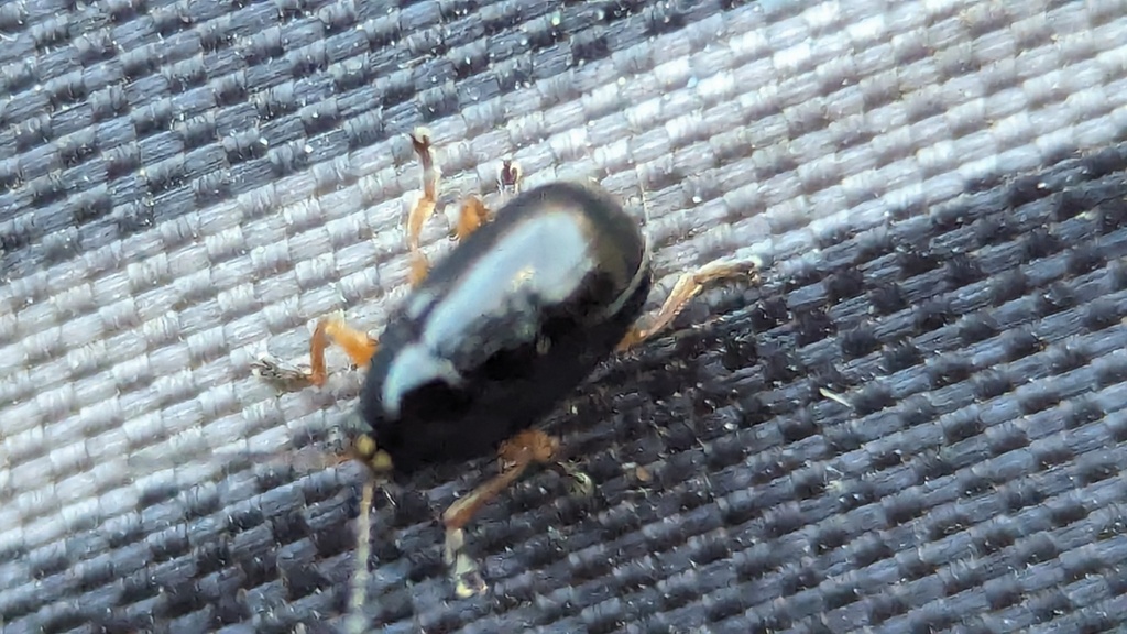 Cryptocephalus ocellatus