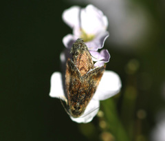 Panemeria tenebrata