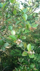 Syzygium elliptifolium