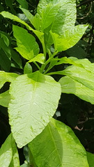 Phytolacca americana
