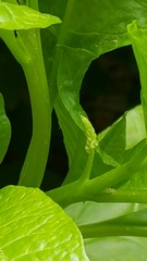 Phytolacca americana