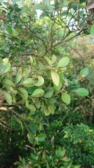 Syzygium elliptifolium