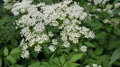 Aegopodium podagraria