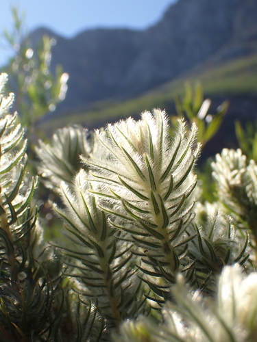 Image of Phylica pubescens by (c) Karen Eichholz, some rights reserved (CC BY)