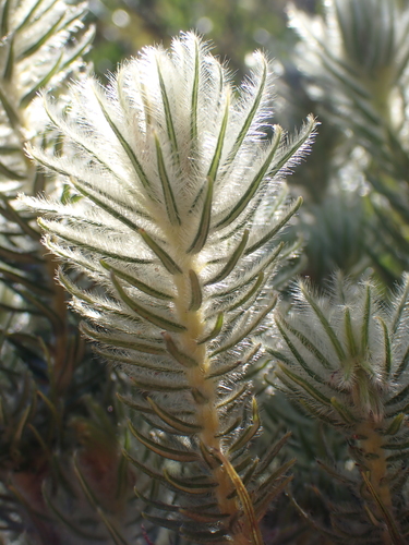 Image of Phylica pubescens by (c) Karen Eichholz, some rights reserved (CC BY)