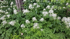 Aegopodium podagraria