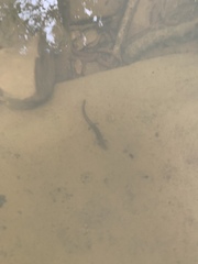 Eurycea multiplicata