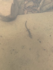 Eurycea multiplicata