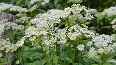 Aegopodium podagraria