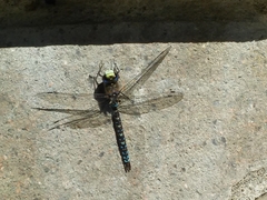 Rhionaeschna variegata