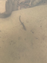 Eurycea multiplicata