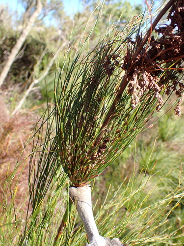 Image of Elegia capensis by (c) Karen Eichholz, some rights reserved (CC BY)