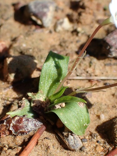 Image of Pauridia minuta by (c) Karen Eichholz, some rights reserved (CC BY)
