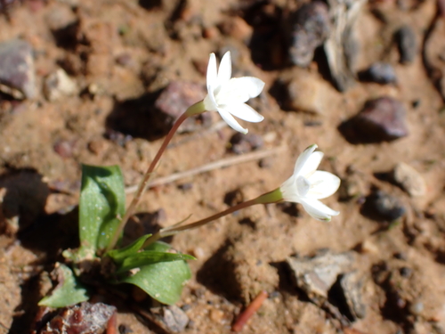 Image of Pauridia minuta by (c) Karen Eichholz, some rights reserved (CC BY)