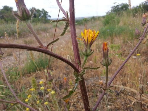 Helminthotheca comosa