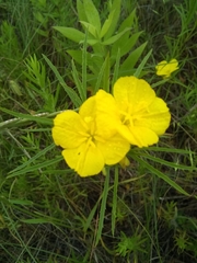 Oenothera serrulata