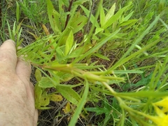 Oenothera serrulata