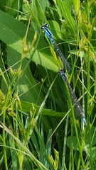 Odonata