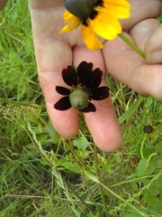 Rudbeckia amplexicaulis