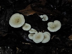 Rhizocybe albida