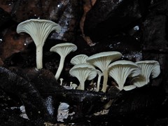 Rhizocybe albida