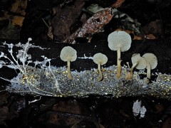 Rhizocybe albida