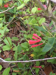 Lonicera sempervirens