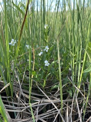 Marsh Violet (Viola stagnina)