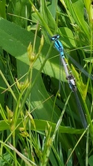 Odonata