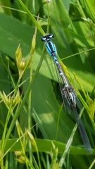 Odonata