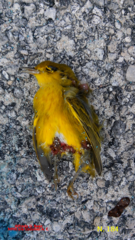 Setophaga petechia rufivertex