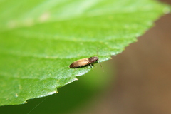 Dolerosomus silaceus