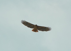 Buteo jamaicensis