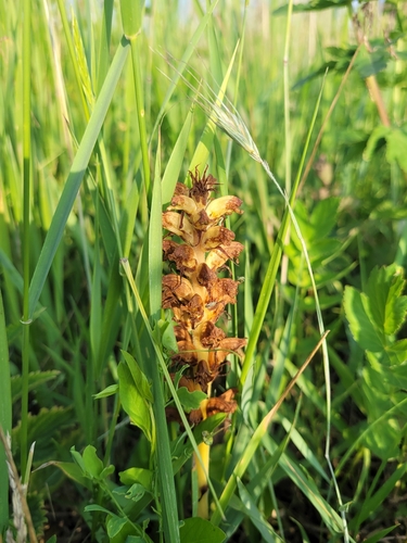 Image of Orobanche reticulata by (c) Bobo-X, some rights reserved (CC BY)