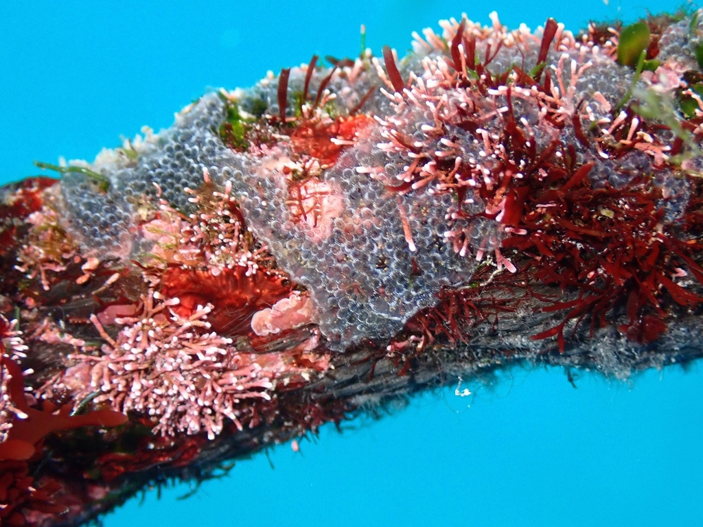 Gray encrusting compound tunicate