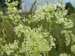 Galium mollugo