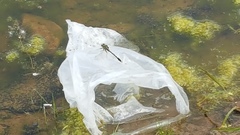 Arigomphus villosipes