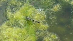 Arigomphus villosipes