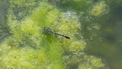 Arigomphus villosipes