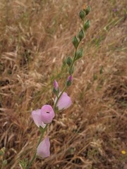 Sidalcea robusta