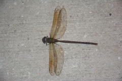 Triacanthagyna trifida