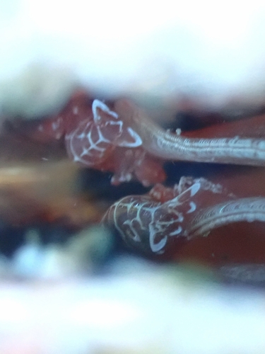 fan-shell associated shrimp