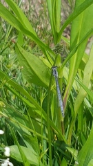 Ischnura verticalis