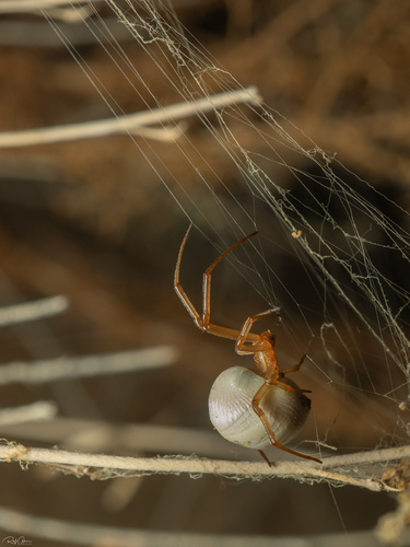 White Widow Spider