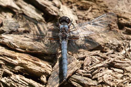 Blue Corporal photo 4