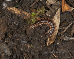 Pseudopolydesmus canadensis