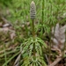 Equisetum - Photo (c) Nathaniel Sharp, some rights reserved (CC BY-NC), uploaded by Nathaniel Sharp