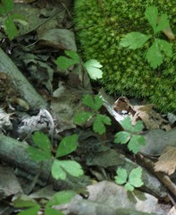 Anemonoides quinquefolia